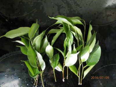 Лот: 7827247. Фото: 1. первая кучка черенков фикуса. Горшечные растения и комнатные цветы