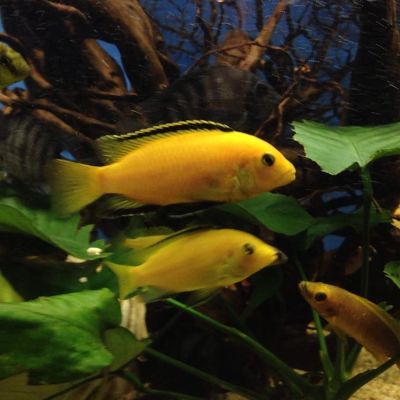 Лот: 5271254. Фото: 1. еллоу лабидохромус. Рыбки