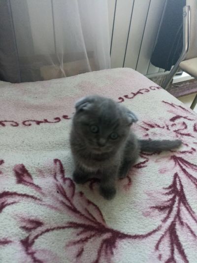 Лот: 25525606. Фото: 1. Шотландские вислоухие котята. Кошки, котята