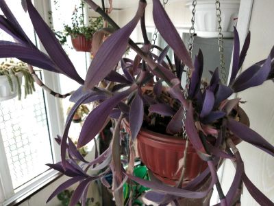 Лот: 11958340. Фото: 1. Традесканция пурпурная (черенок... Горшечные растения и комнатные цветы