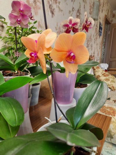 Лот: 20373487. Фото: 1. орхидея фаленопсис Саммер Сонг. Горшечные растения и комнатные цветы