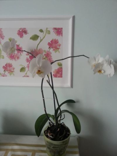 Лот: 7018925. Фото: 1. Орхидея фанелопсис. Горшечные растения и комнатные цветы
