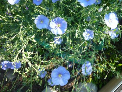 Лот: 13800107. Фото: 1. Лен голубой, многолетник. Садовые цветы