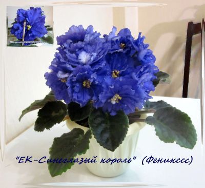 Лот: 16174613. Фото: 1. "ЕК-Синеглазый король"лист фиалки... Горшечные растения и комнатные цветы