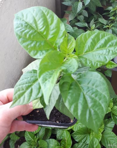 Лот: 13682547. Фото: 1. Bhut jolokia Peach. Сверх острый... Овощи