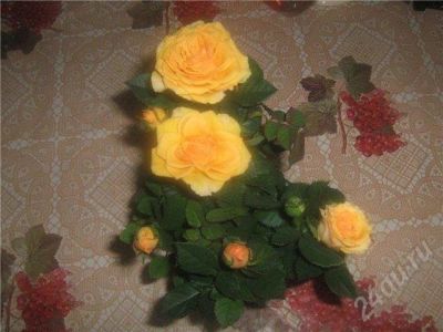 Лот: 459582. Фото: 1. отросток розы. Горшечные растения и комнатные цветы