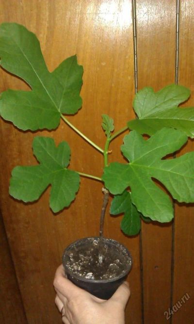 Лот: 2837504. Фото: 1. Инжир - укорененный черенок. Горшечные растения и комнатные цветы