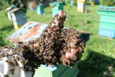 Лот: 1393027. Фото: 1. Мёд, Перга Разнотравье Боготольский... Мёд, продукты пчеловодства
