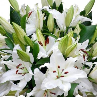Лот: 13841127. Фото: 1. Лилии белые крупные / Голландия. Свежие цветы