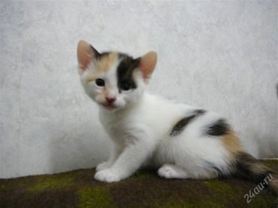 Лот: 1531380. Фото: 1. кошечка сфинкс браш. Кошки, котята