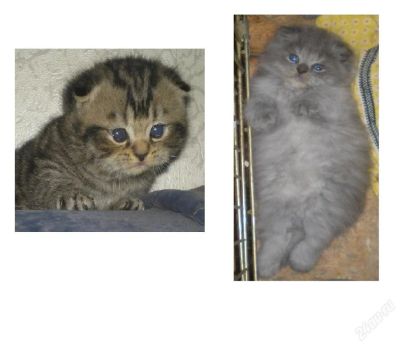 Лот: 94150. Фото: 1. шотландские вислоушки, хайленды... Остальные животные