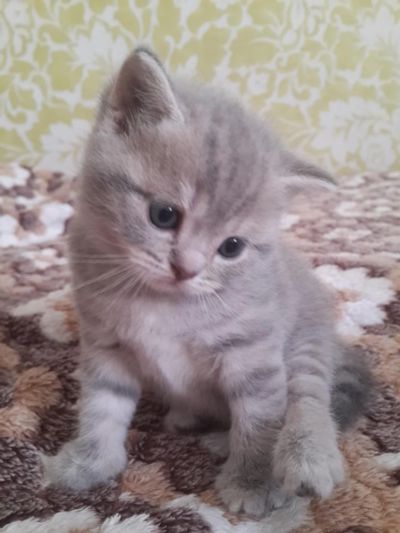Лот: 6131432. Фото: 1. Прямоухий котенок, 1,5 месяца. Кошки, котята