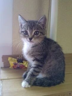 Лот: 5201163. Фото: 1. Срочно, малышке нужен дом!. Кошки, котята