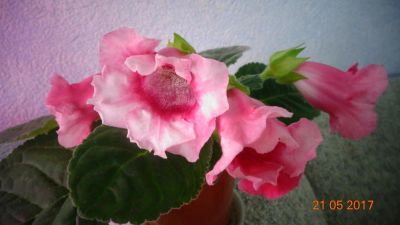 Лот: 9704332. Фото: 1. Глоксиния тидея розовая-лист. Горшечные растения и комнатные цветы