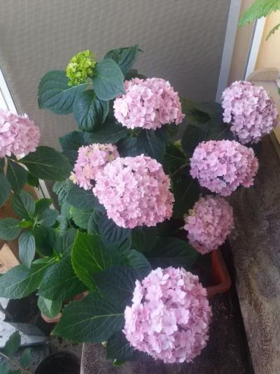 Лот: 16092023. Фото: 1. гортензия крупнолистная Ю энд... Горшечные растения и комнатные цветы