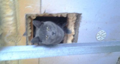 Лот: 3375141. Фото: 1. подкинули котейку ,мальчишку умницу... Кошки, котята