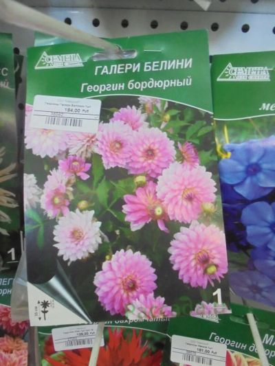Лот: 7309610. Фото: 1. Семена. Георгин декоративный... Садовые цветы
