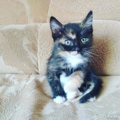 Лот: 13670196. Фото: 1. Котята. Кошки, котята