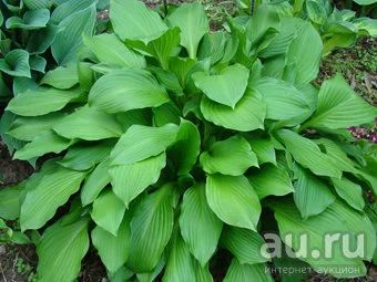 Лот: 1098356. Фото: 1. Хосты M-среднерослые. Садовые цветы