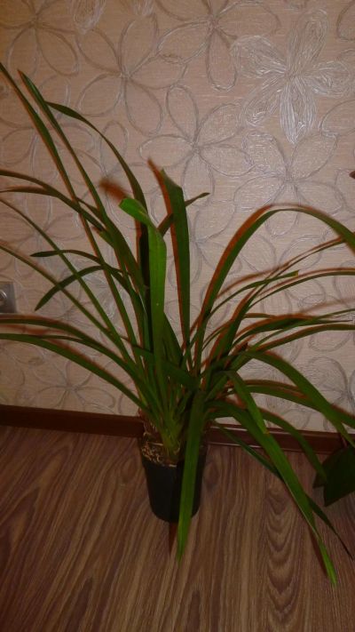 Лот: 6732253. Фото: 1. орхидея цимбидиум желтый ( отцвёл... Горшечные растения и комнатные цветы