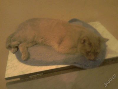 Лот: 1733253. Фото: 1. Чудесный рыжий котик!. Кошки, котята