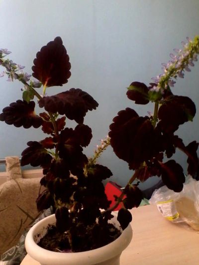 Лот: 4262363. Фото: 1. Колеус молодой. сорт "черный дракон... Горшечные растения и комнатные цветы