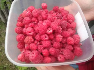 Лот: 7868944. Фото: 1. Малина свежая 5 литров. Доставка... Ягоды, орехи