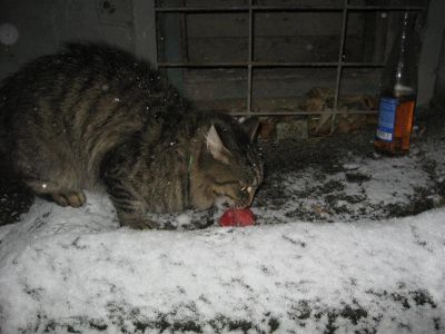 Лот: 3324565. Фото: 1. Продам найденного сибирского кота... Кошки, котята
