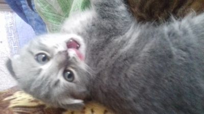 Лот: 13903476. Фото: 1. Котёнок. Кошки, котята