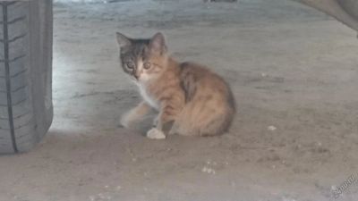 Лот: 5684258. Фото: 1. Котёнок. Кошки, котята