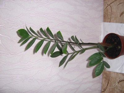 Лот: 893277. Фото: 1. замиокулкас. Горшечные растения и комнатные цветы
