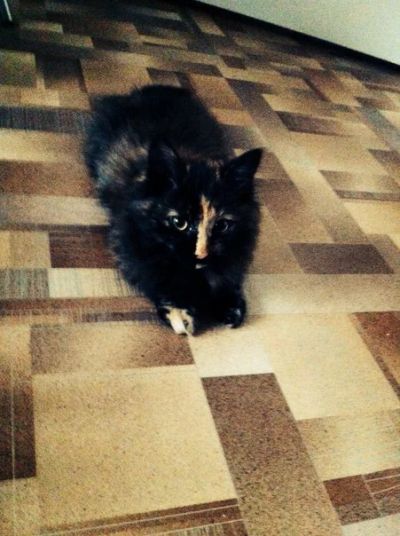 Лот: 6786629. Фото: 1. Отдам Комочка в хорошие руки!. Кошки, котята