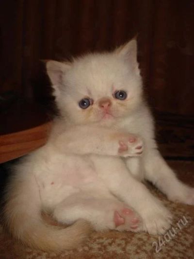 Лот: 1809479. Фото: 1. Продам Экзотика. Кошки, котята