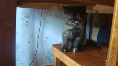 Лот: 1821504. Фото: 1. Котенок перс-экзот. Кошки, котята
