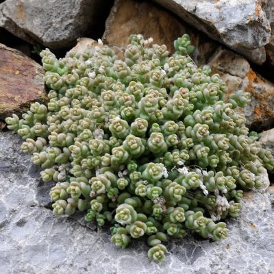 Лот: 11412818. Фото: 1. Седум Очиток густолистный (Sedum... Горшечные растения и комнатные цветы
