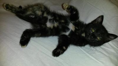 Лот: 7795284. Фото: 1. Отдаем счастливого котенка!. Кошки, котята