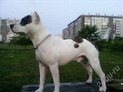 Лот: 573349. Фото: 1. питбуль! самец-охранник! только... Остальные животные