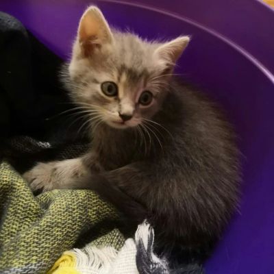 Лот: 12536830. Фото: 1. котёнок. Кошки, котята