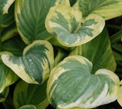 Лот: 9561383. Фото: 1. хоста Сноу Кэп (hosta Snow Cap... Садовые цветы