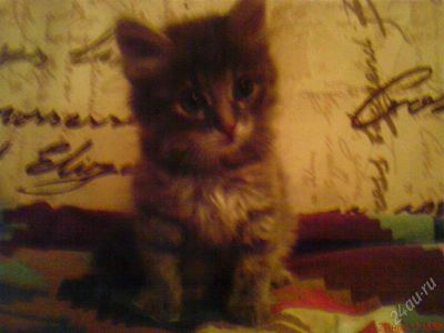 Лот: 2287179. Фото: 1. Отдам котят в хорошие руки. Кошки, котята