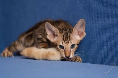 Лот: 2437016. Фото: 1. Ориентальная кошечка!. Кошки, котята