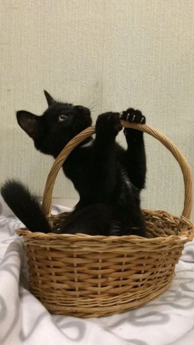 Лот: 16697155. Фото: 1. Отдадим котят в хорошие руки. Кошки, котята