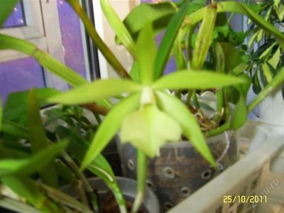 Лот: 1335754. Фото: 1. орхидея каттлея зелёная. Горшечные растения и комнатные цветы