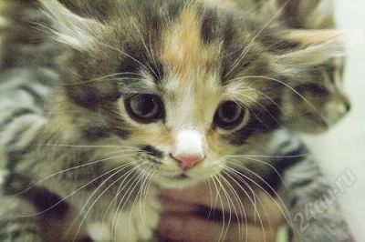 Лот: 2143536. Фото: 1. кошарик месячный в добрые ручки... Кошки, котята