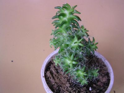 Лот: 3476170. Фото: 1. Кактус. Горшечные растения и комнатные цветы