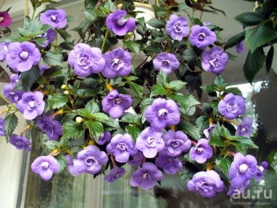 Лот: 13301487. Фото: 1. Ахименес Double Blue Rose. Горшечные растения и комнатные цветы