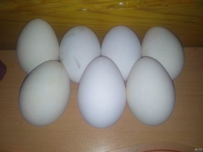 Лот: 15870349. Фото: 1. Яйцо гусиное. Мясо, птица, яйцо