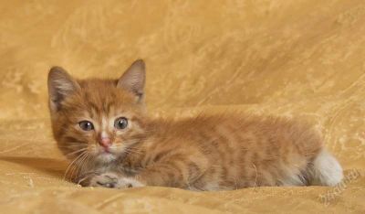 Лот: 2429654. Фото: 1. Два маленьких котенка!. Кошки, котята