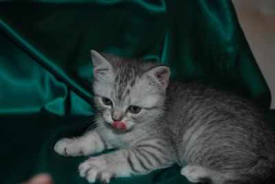 Лот: 3682420. Фото: 1. Шотландский котенок девочка. Кошки, котята