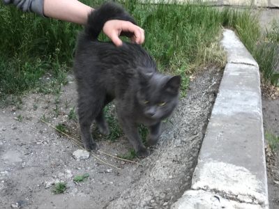 Лот: 13953104. Фото: 1. Кошка. Кошки, котята